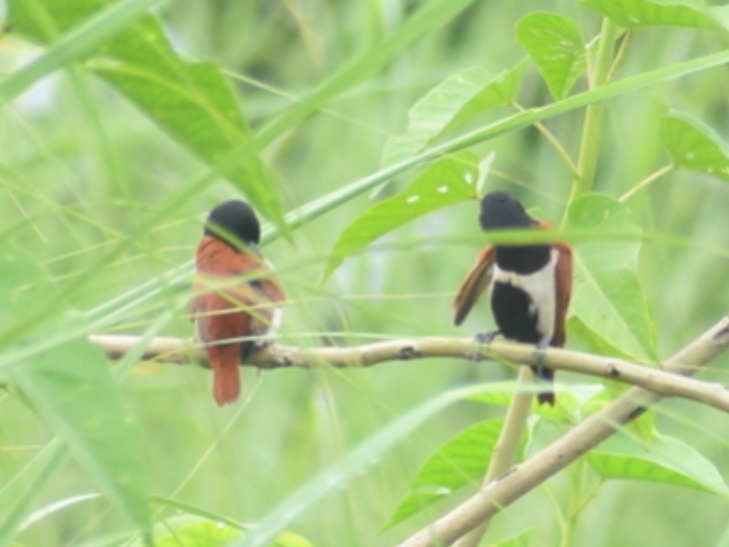 Chestnut Munia