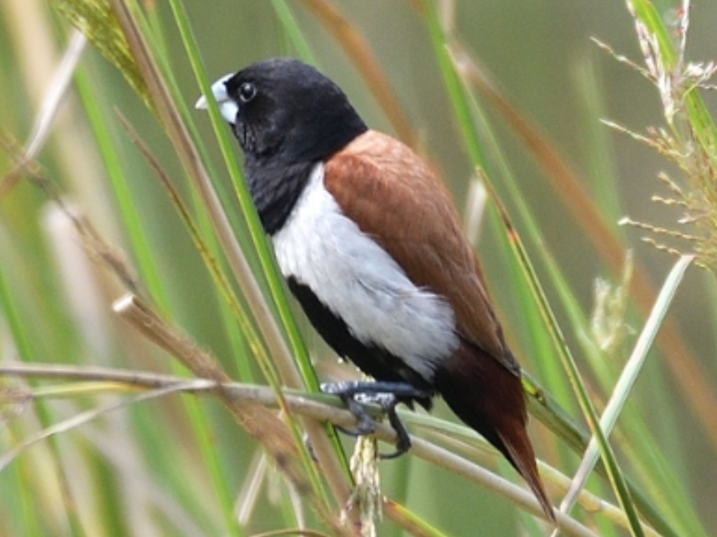 Chestnut Munia