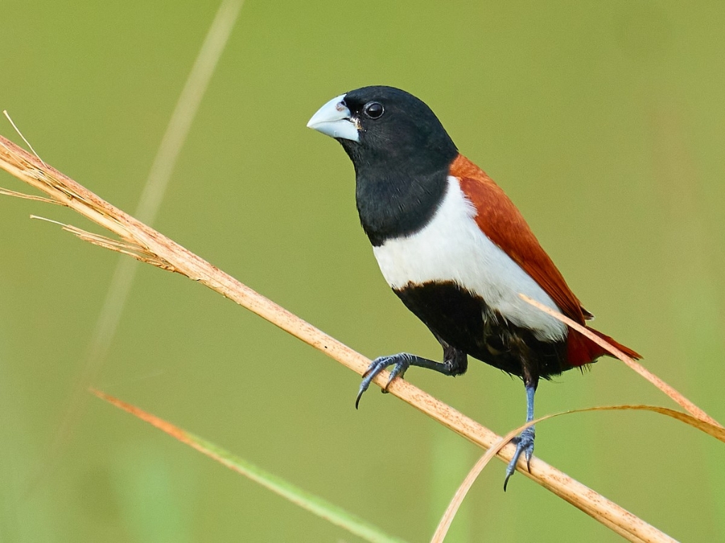 Chestnut Munia